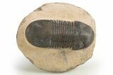 Paralejurus Trilobite Fossil - Lghaft, Morocco #312774-1